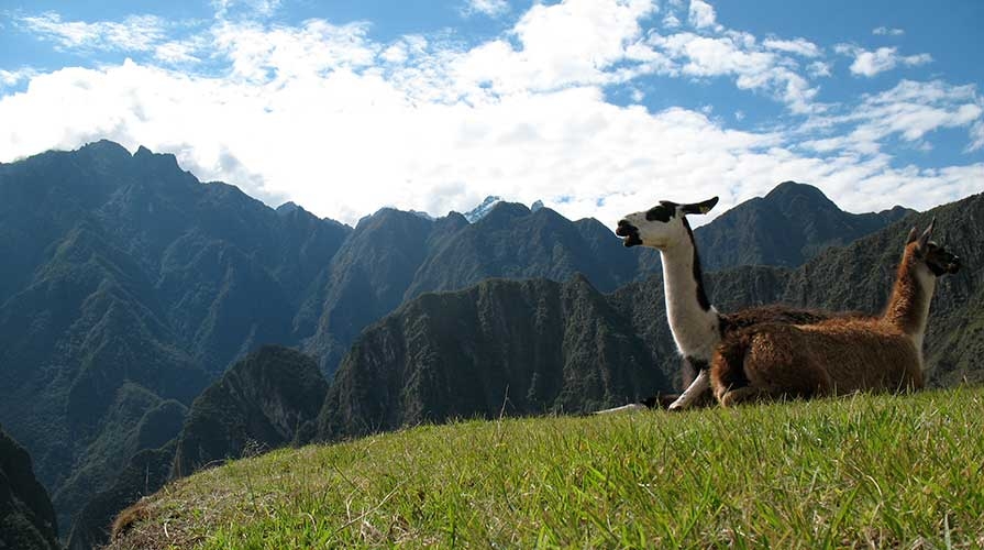 Two llamas sit in the Andean mountains