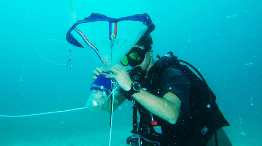 Student conducting marine research underwater