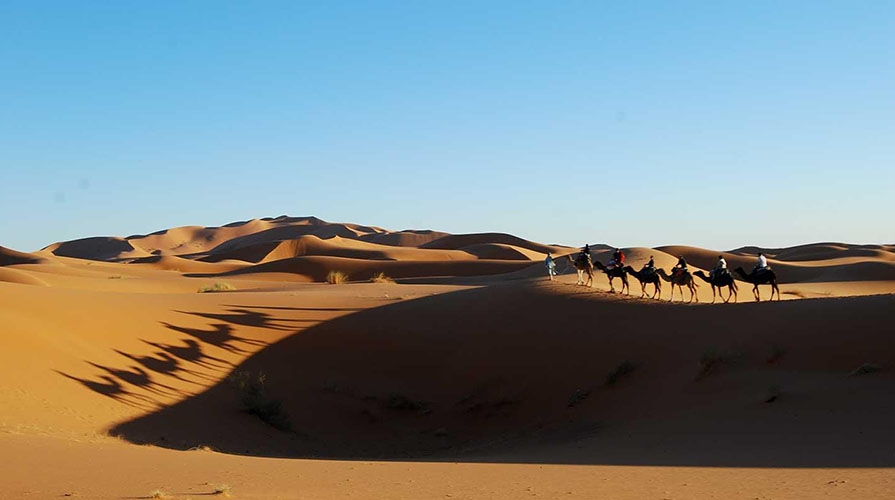 A caravan of camels in the desert