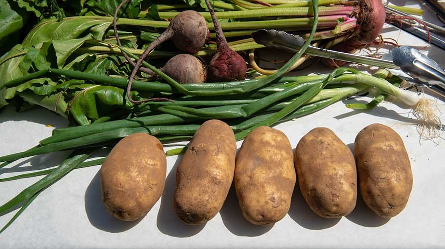 Fresh vegetables from the campus garden
