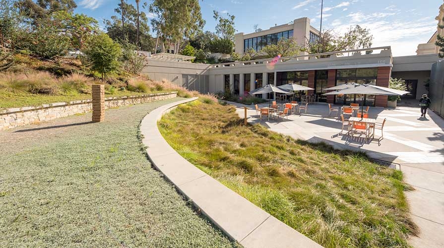 Native grasses on Oxy's campus, next to the HCC building