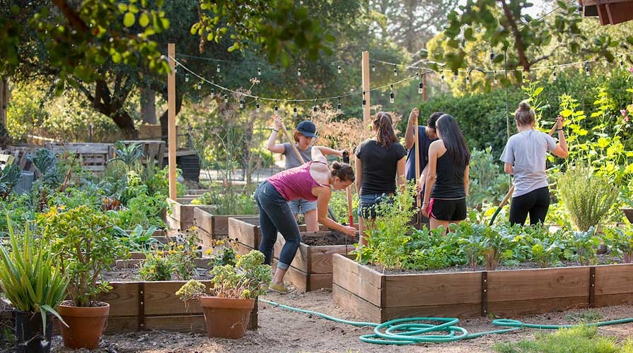 Oxy students working in FEAST organic garden