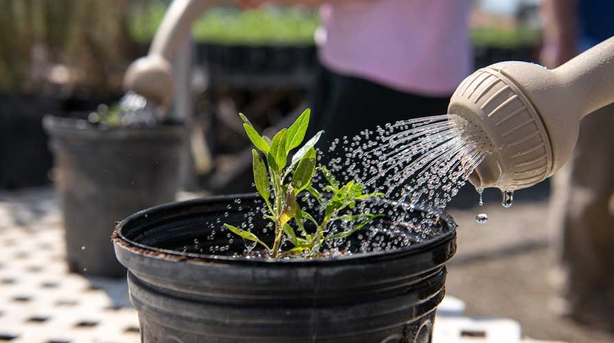 A watering can waters a green plant