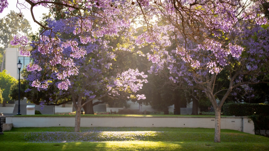 Jacaranda trees