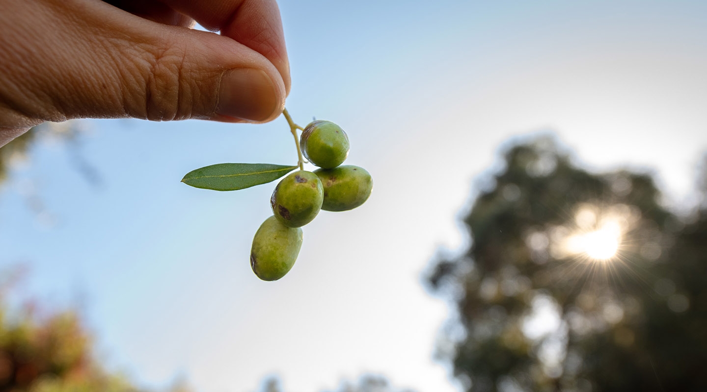 A stem of three olives being held up to the sunlight by a hand