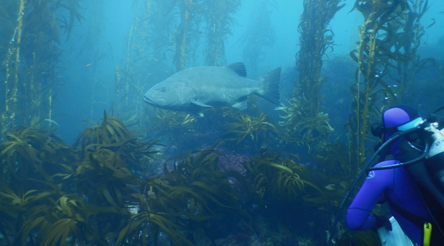 a deep sea diver watching a large fish among kelp and sea plants