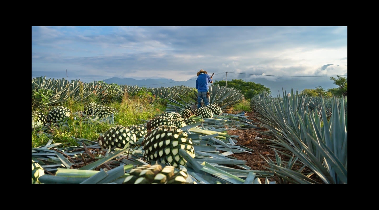 agave-cry