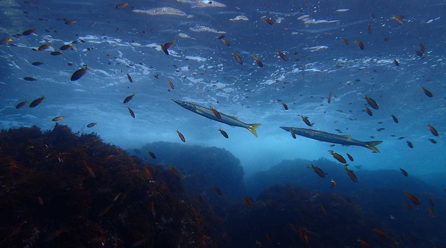 Marine Biology Occidental College - 