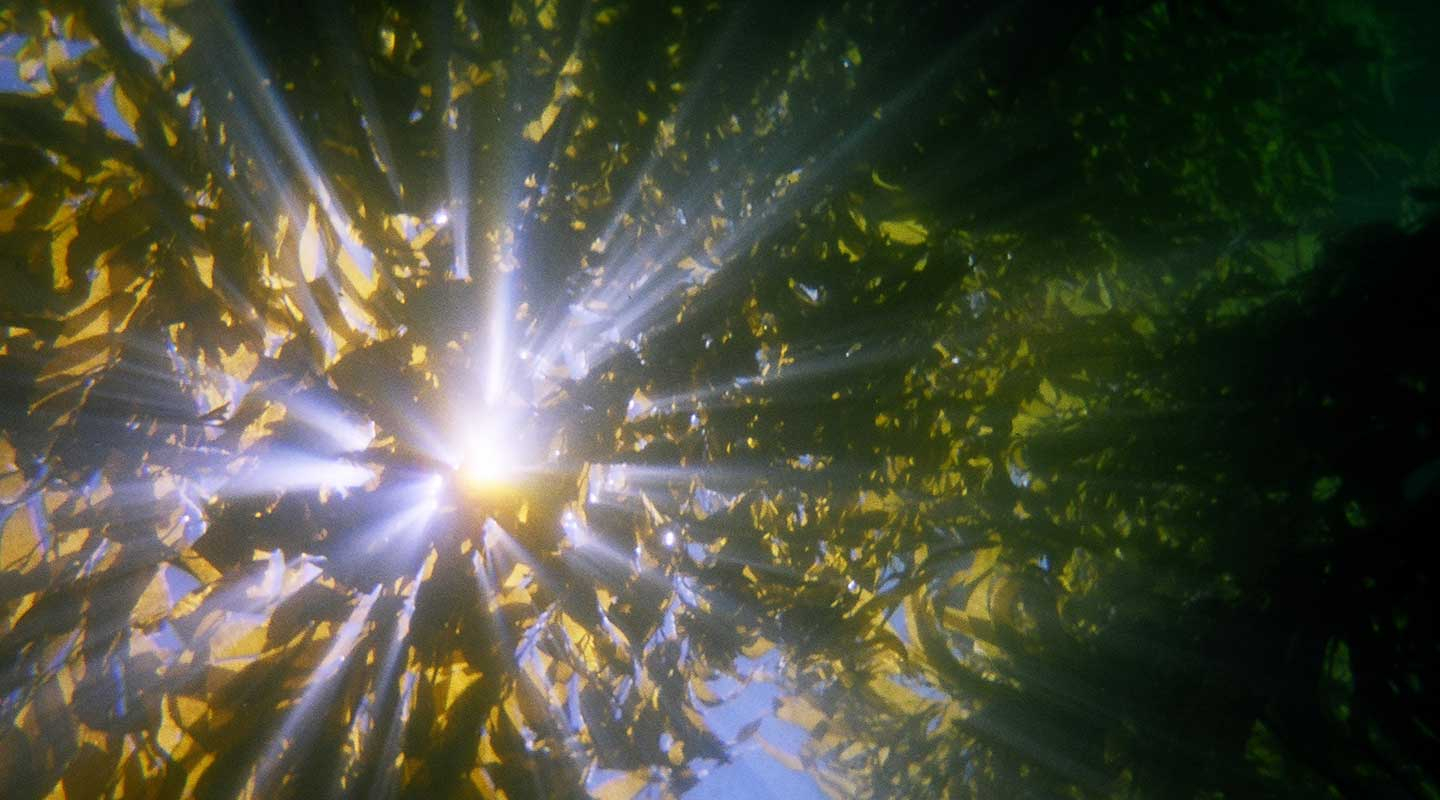 sunlight streaming through a dense kelp forest underwater representing the Philosophy department at Occidental College