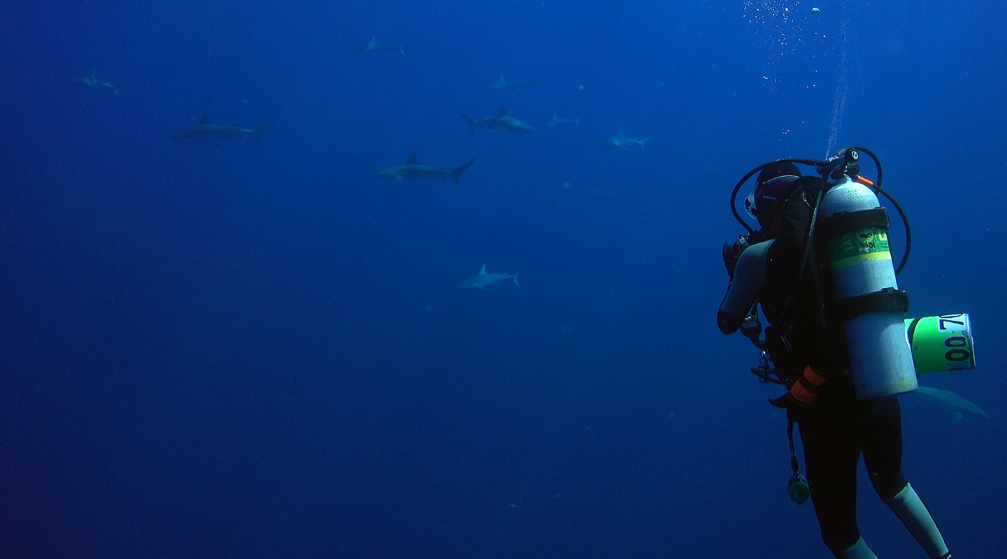 Morgan Winston '14 scuba diving with sharks