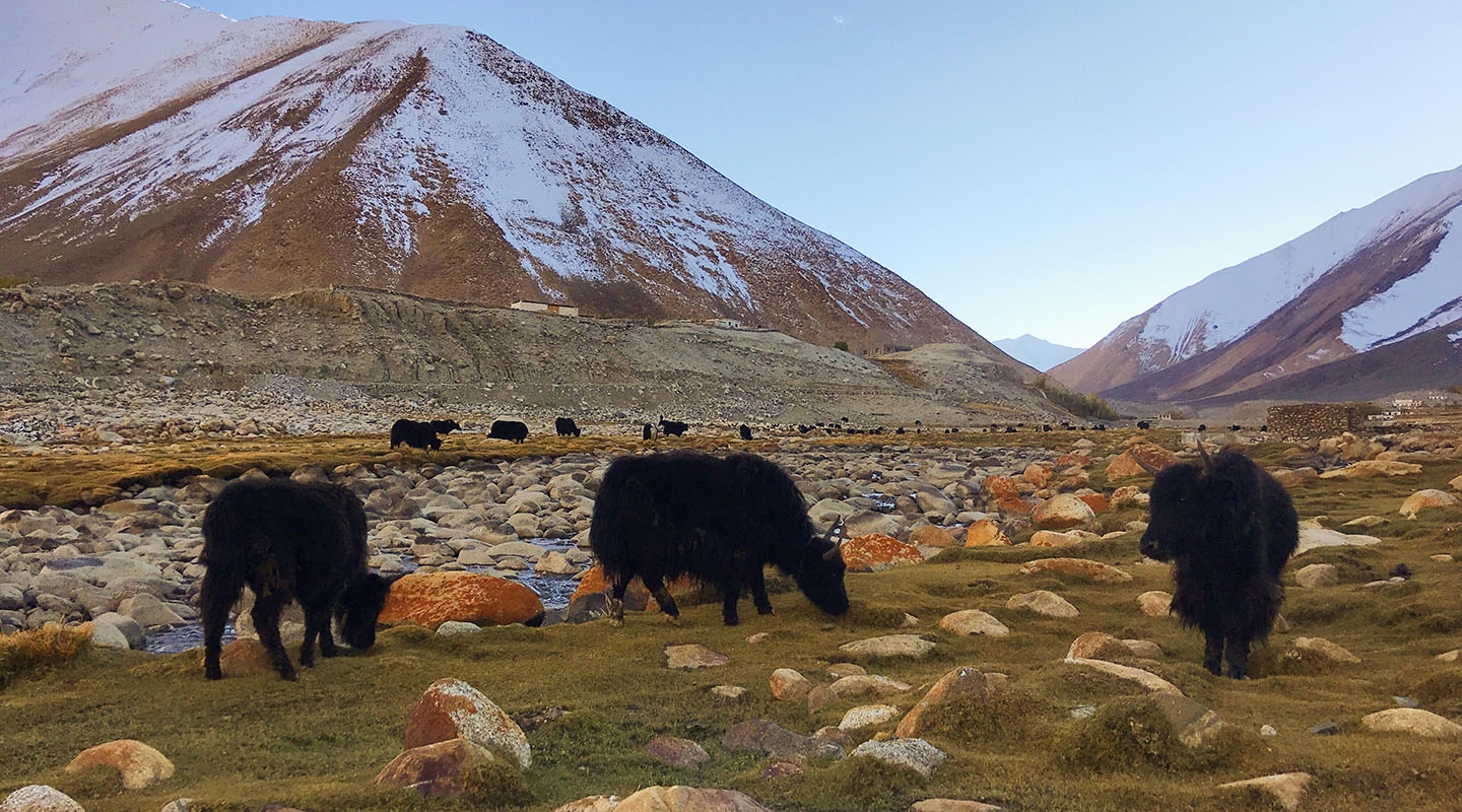 A scene of yaks in a meadow in the Himalayas, Nepal