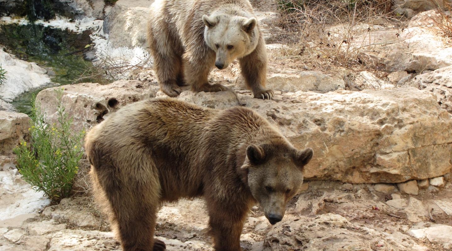 Two bears in a river