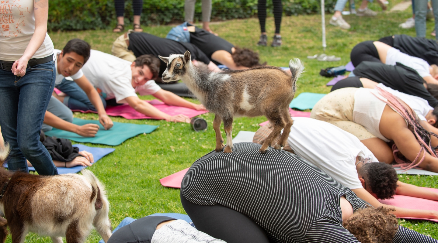 Goat Yoga on the Occidental campus