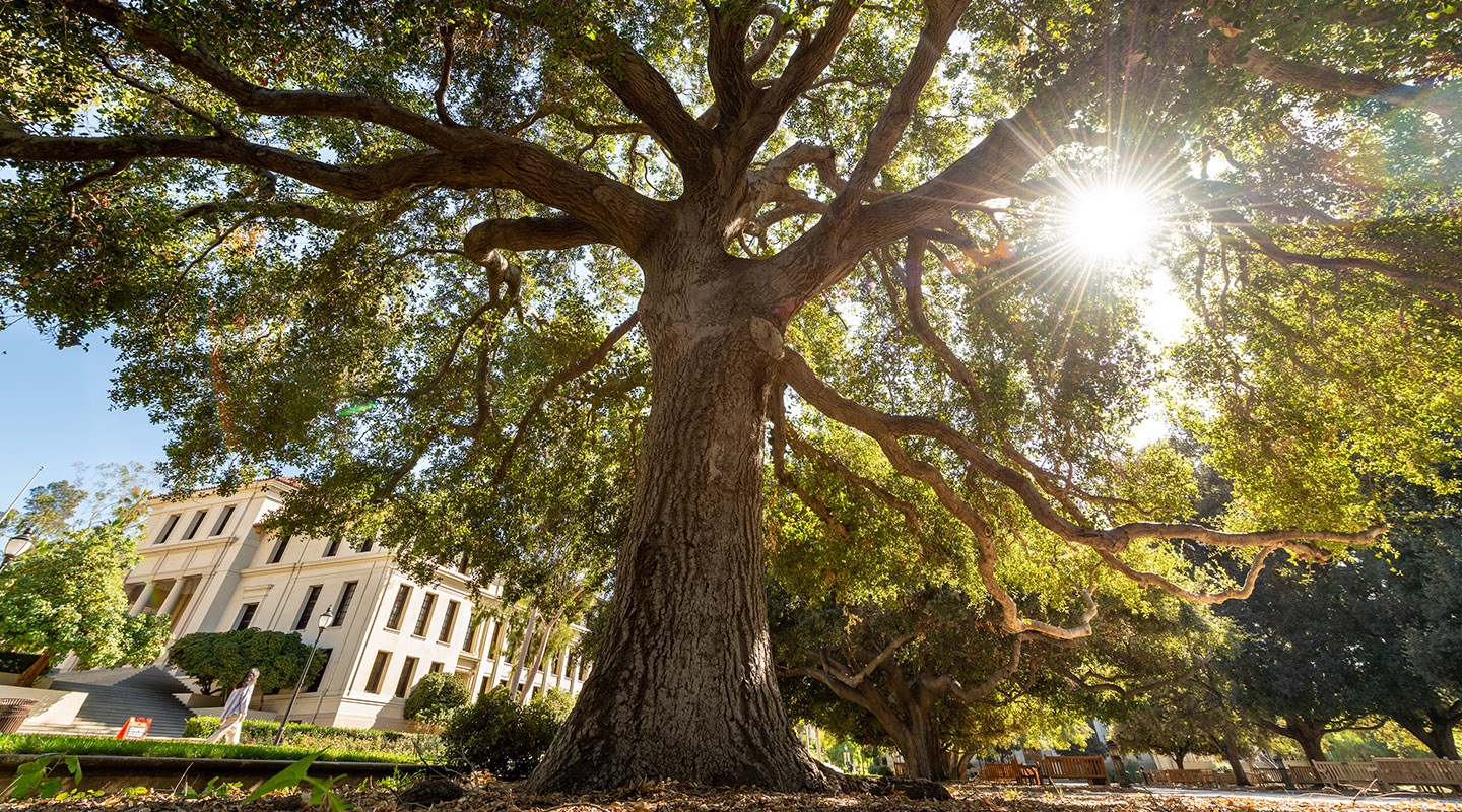 Oxy oak trees