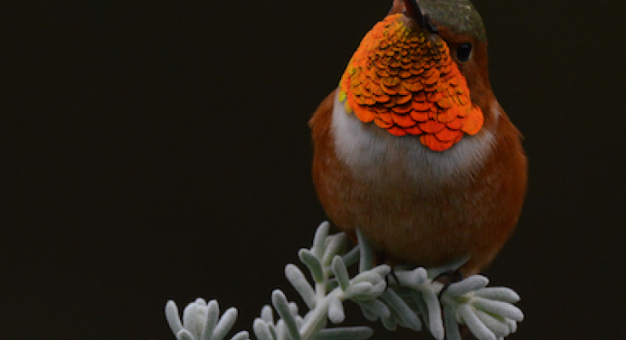 A photo of an Allen's Hummingbird at night