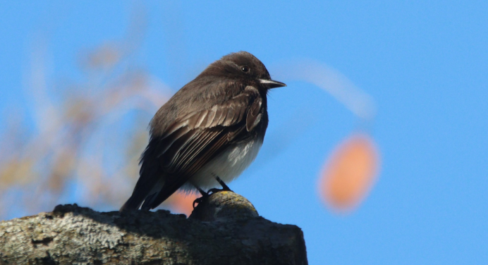 A photo of a Black Phoebe seen on campus