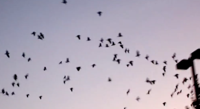 Parrots roosting at dusk