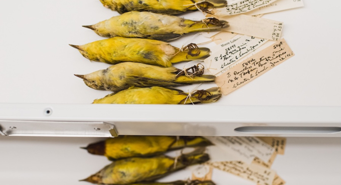 A photo of Yellow and Mangrove Yellow Warbler study skin specimens