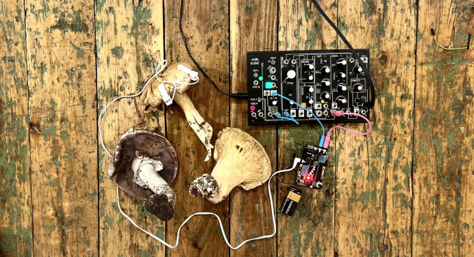 overhead color image of mushrooms connected to a sound system