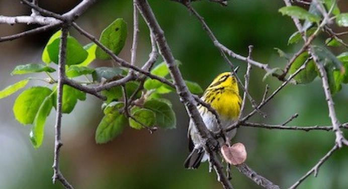 Photo of a Townsend's Warbler perched on a branch of a tree
