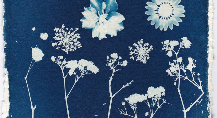 a blue and white cyanotype rendering of flowers
