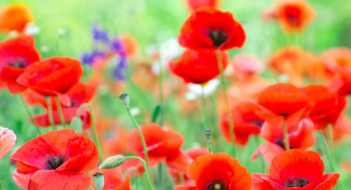 a view of a patch of red poppies among green grass