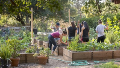 a group of Occidental College students tending to a bright green garden