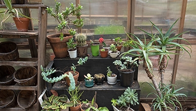 Rows of potted plants sit on shelves in Oxy's FEAST garden