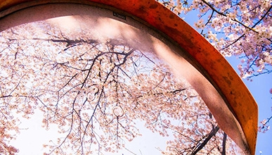 Cherry blossoms reflected in a pool of water