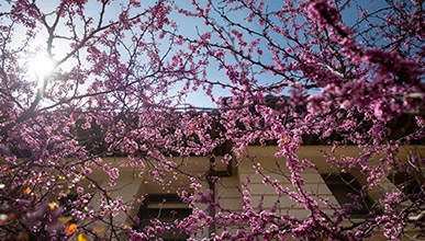 Pink and purple flowers framed by a bright sky above