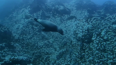 A sea lion swimming underwater