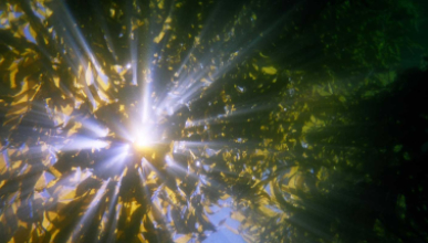 sunlight streaming through a dense kelp forest underwater representing the Philosophy department at Occidental College