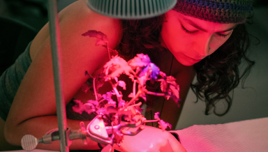 Occidental biology major Hannah Tawadrous '26