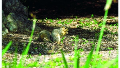 A fox squirrel on the Occidental College campus in 2001.