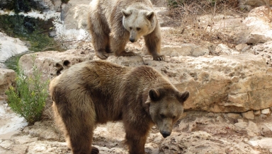 Two bears in a river