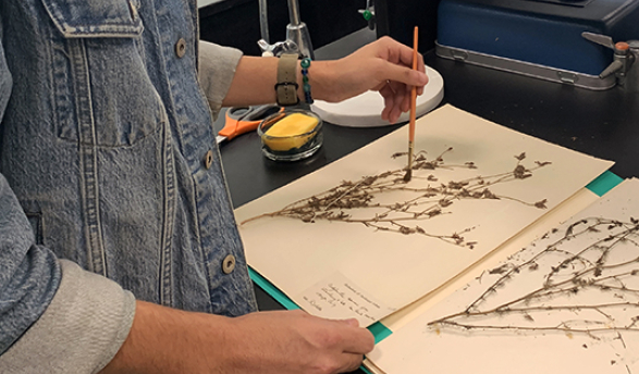 Occidental College student Ben Martinez carefully cleaning herbarium species