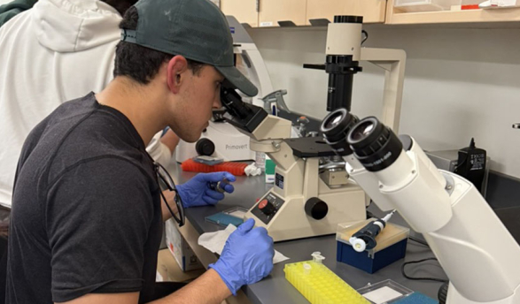 An Oxy biology student looking into a microscope