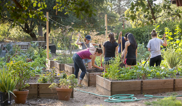 a group of Occidental College students tending to a bright green garden