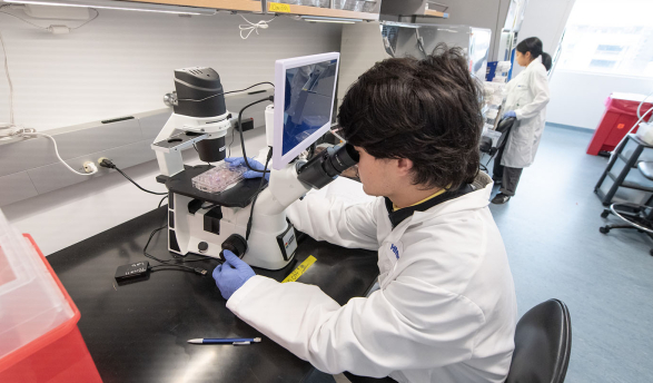 An Occidental College student sits at a microscope, looking closely at a specimen