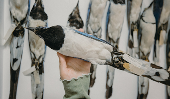 A hand holds up a taxidermy bird, and there is a row of taxidermy birds on the wall behind the hand.