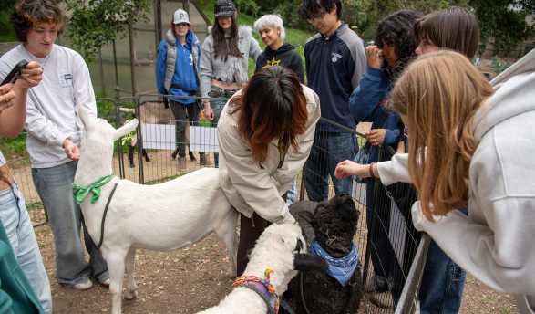 Occidental College students in FEAST garden on campus, petting goats at an event