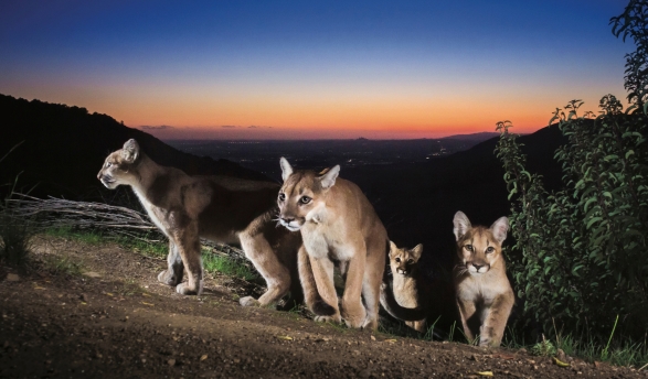 "Mother of Lions," by Robert Martinez