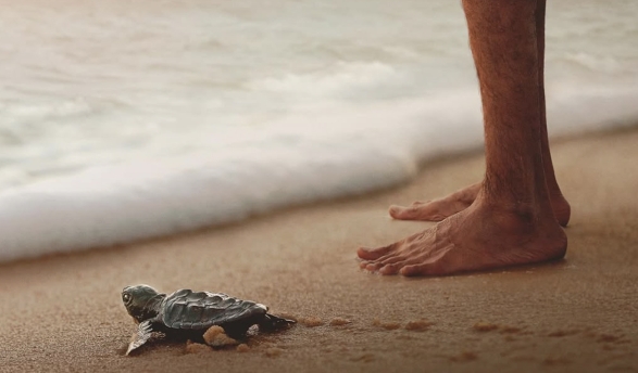 Detail from Turtle Walker poster