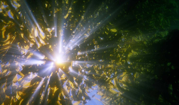sunlight streaming through a dense kelp forest underwater representing the Philosophy department at Occidental College