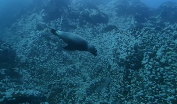 A sea lion swimming underwater