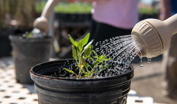 A watering can waters a green plant