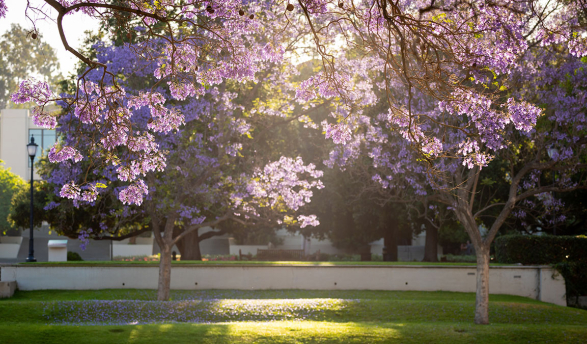 Jacaranda trees