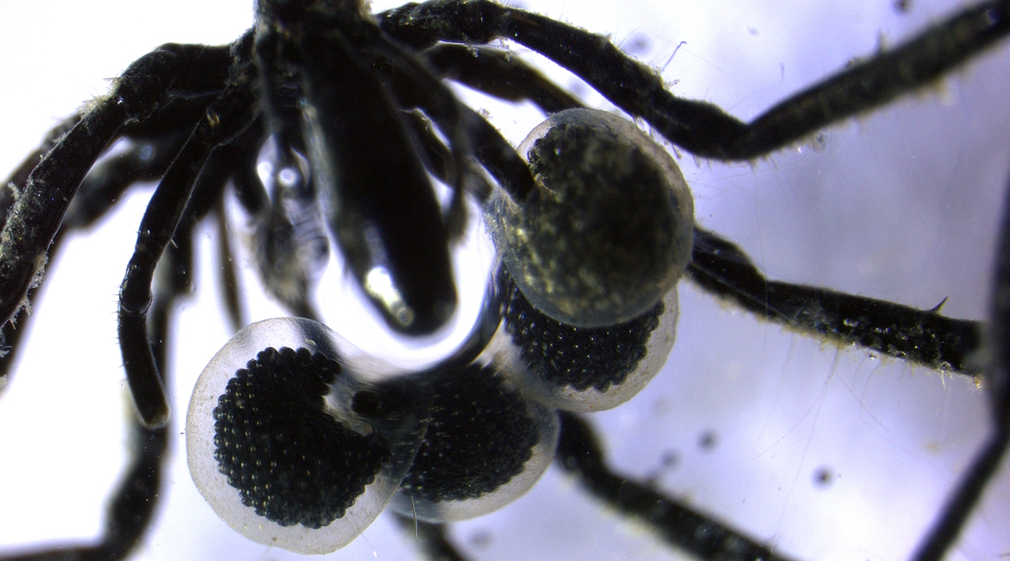 a microscope view of a sea spider with multiple egg sacs attached to its body