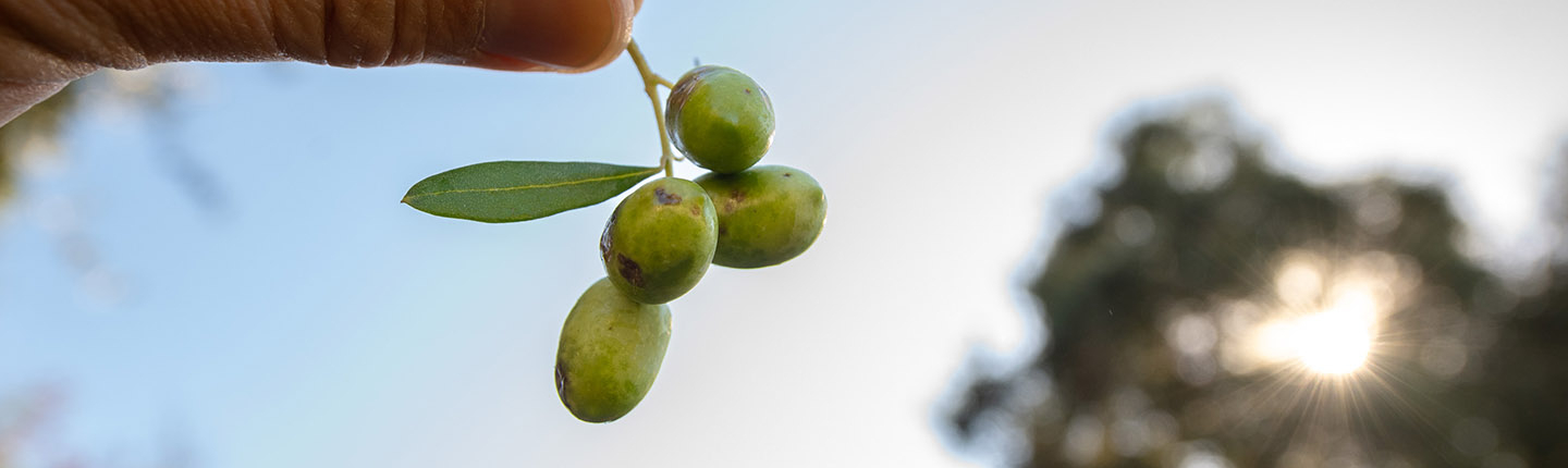 A stem of three olives being held up to the sunlight by a hand