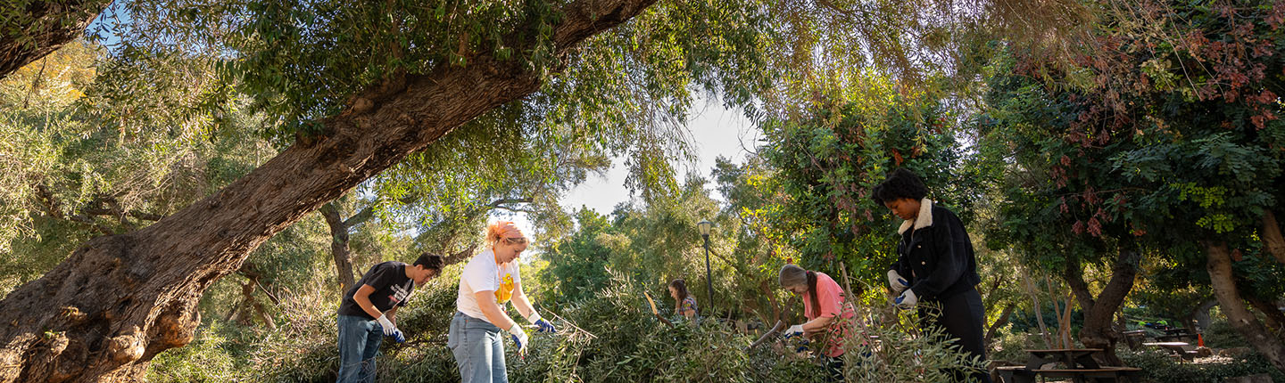 Occidental College students harvesting olives off branches of the olive trees on campus